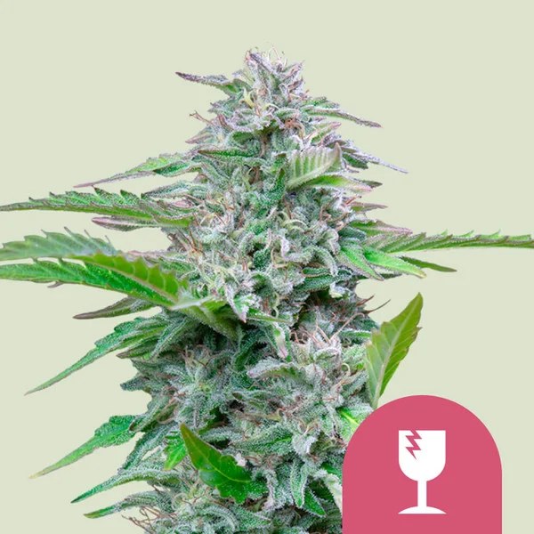 Critical – product view 1