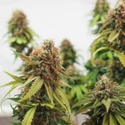 Critical – product view 3