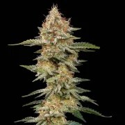 Critical – product view 6
