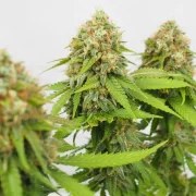 Critical – product view 7
