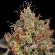 Critical – product view 9
