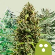 Autoflowering Mix – product view 1