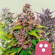 Feminized Mix – product view 1