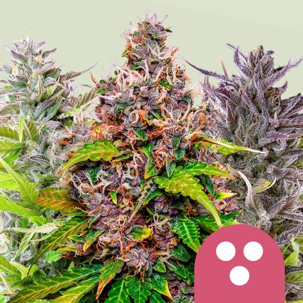 Feminized Mix – product view 1