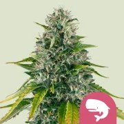 Royal Moby – product view 1