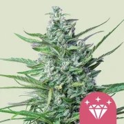 Special Kush 1 – product view 1