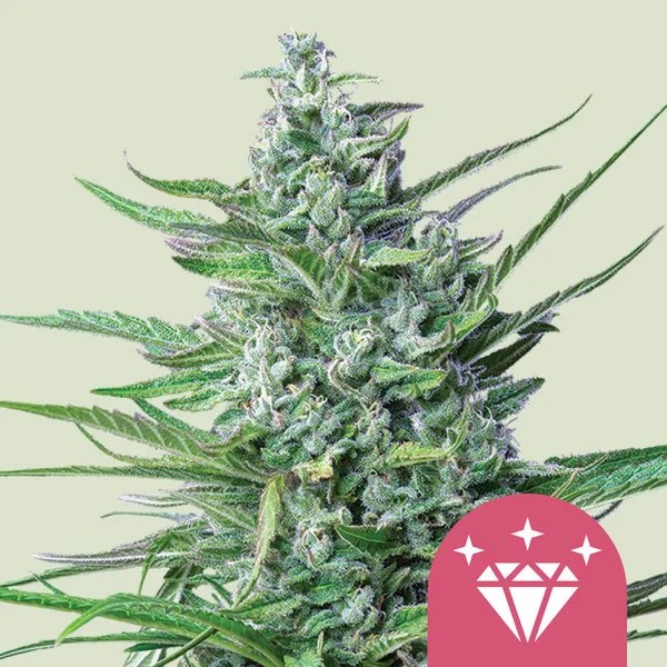 Special Kush 1 – product view 1