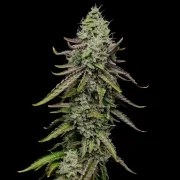 Special Kush 1 – product view 2