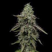 Special Kush 1 – product view 3