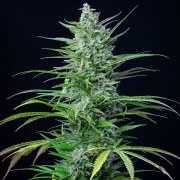 Special Kush 1 – product view 4
