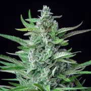 Special Kush 1 – product view 5