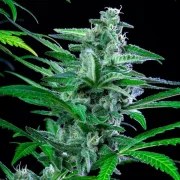 Special Kush 1 – product view 6