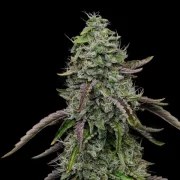 Special Kush 1 – product view 7