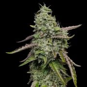 Special Kush 1 – product view 8
