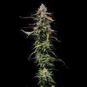 Special Kush 1 – product view 9