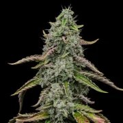 Special Kush 1 – product view 10
