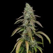 Special Kush 1 – product view 11