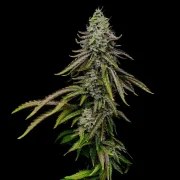 Special Kush 1 – product view 12