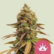 Special Queen 1 – product view 1