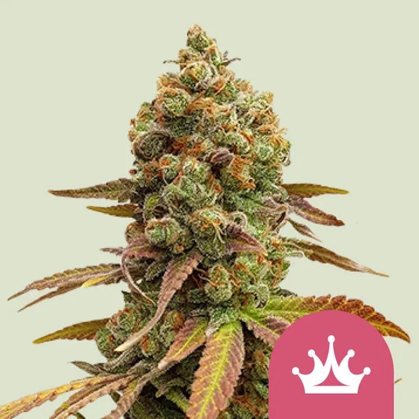 Special Queen 1 – product view 1