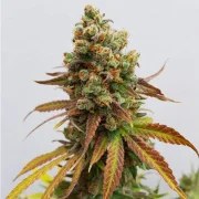 Special Queen 1 – product view 5
