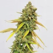 Special Queen 1 – product view 6