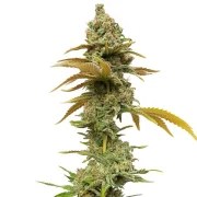 Special Queen 1 – product view 7