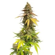 Special Queen 1 – product view 8