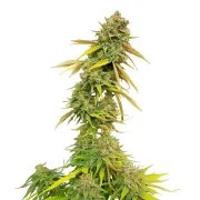 Special Queen 1 – product view 9