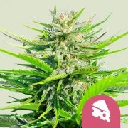 Royal Cheese (Fast Flowering) – product view 1