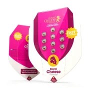 Royal Cheese (Fast Flowering) – product view 2