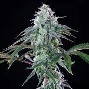 Royal Cheese (Fast Flowering) – product view 3