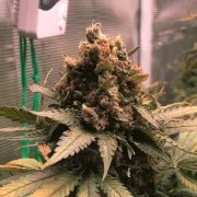 Royal Cheese (Fast Flowering) – product view 4