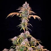 Royal Cheese (Fast Flowering) – product view 5