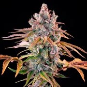 Royal Cheese (Fast Flowering) – product view 6