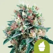 Royal Creamatic – product view 1