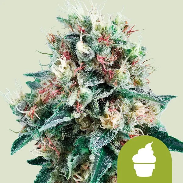Royal Creamatic – product view 1