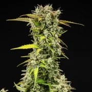 Royal Creamatic – product view 5