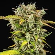 Royal Creamatic – product view 6