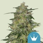 Royal Highness – product view 1