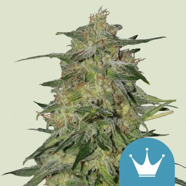 Royal Highness – product view 1