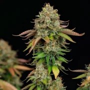 Royal Highness – product view 2