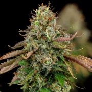 Royal Highness – product view 3