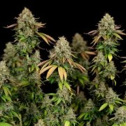 Royal Highness – product view 4