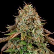 Royal Highness – product view 5