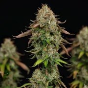 Royal Highness – product view 6