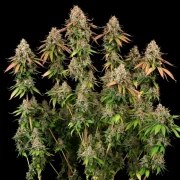 Royal Highness – product view 7