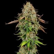 Royal Highness – product view 8