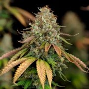 Royal Highness – product view 9