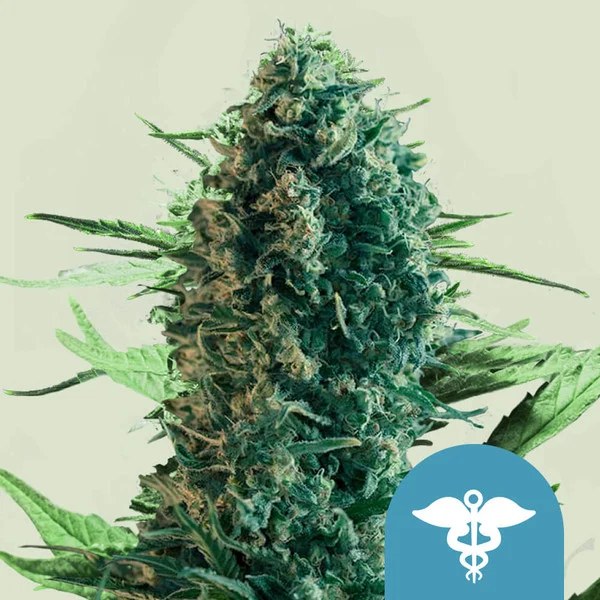 Royal Medic – product view 1